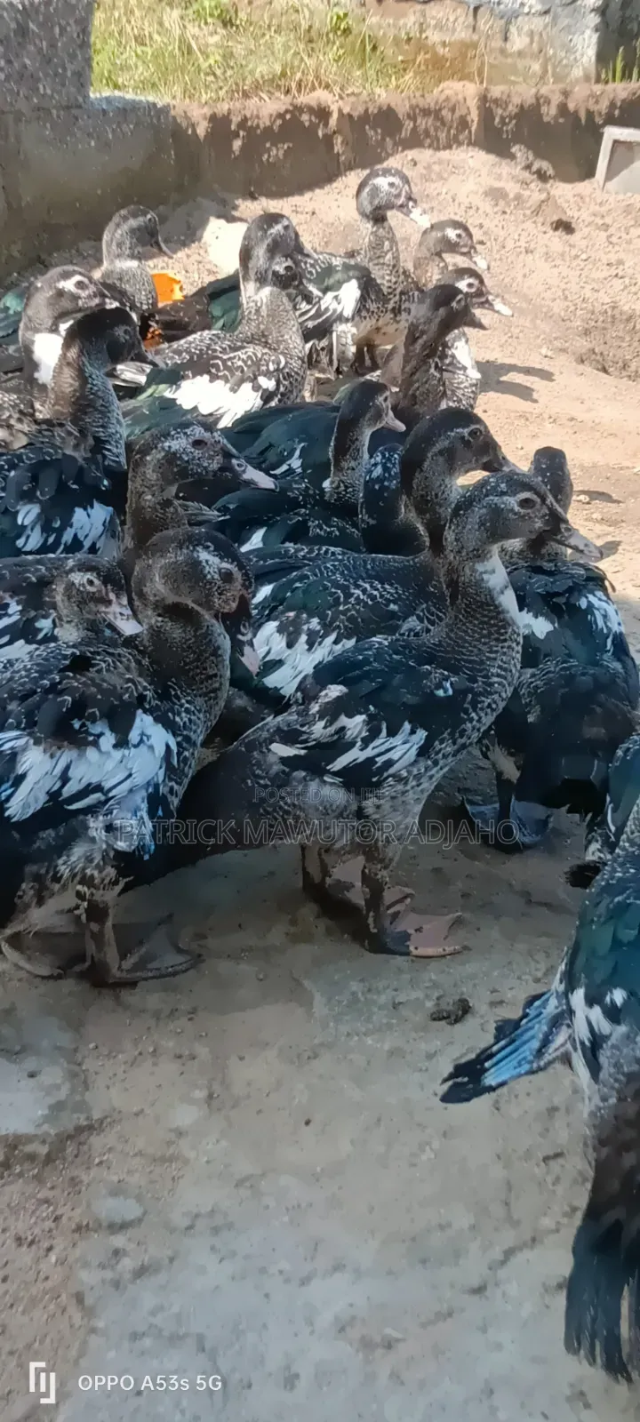 Healthy 3-4 Months-Old Muscovy Ducks for Sale