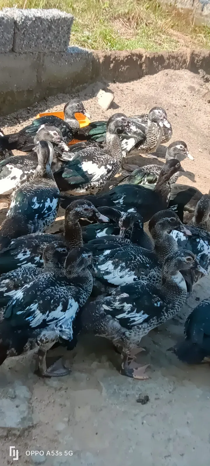 Healthy 3-4 Months-Old Muscovy Ducks for Sale