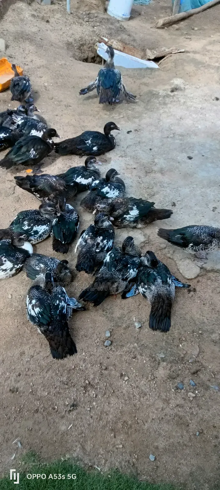 Healthy 3-4 Months-Old Muscovy Ducks for Sale