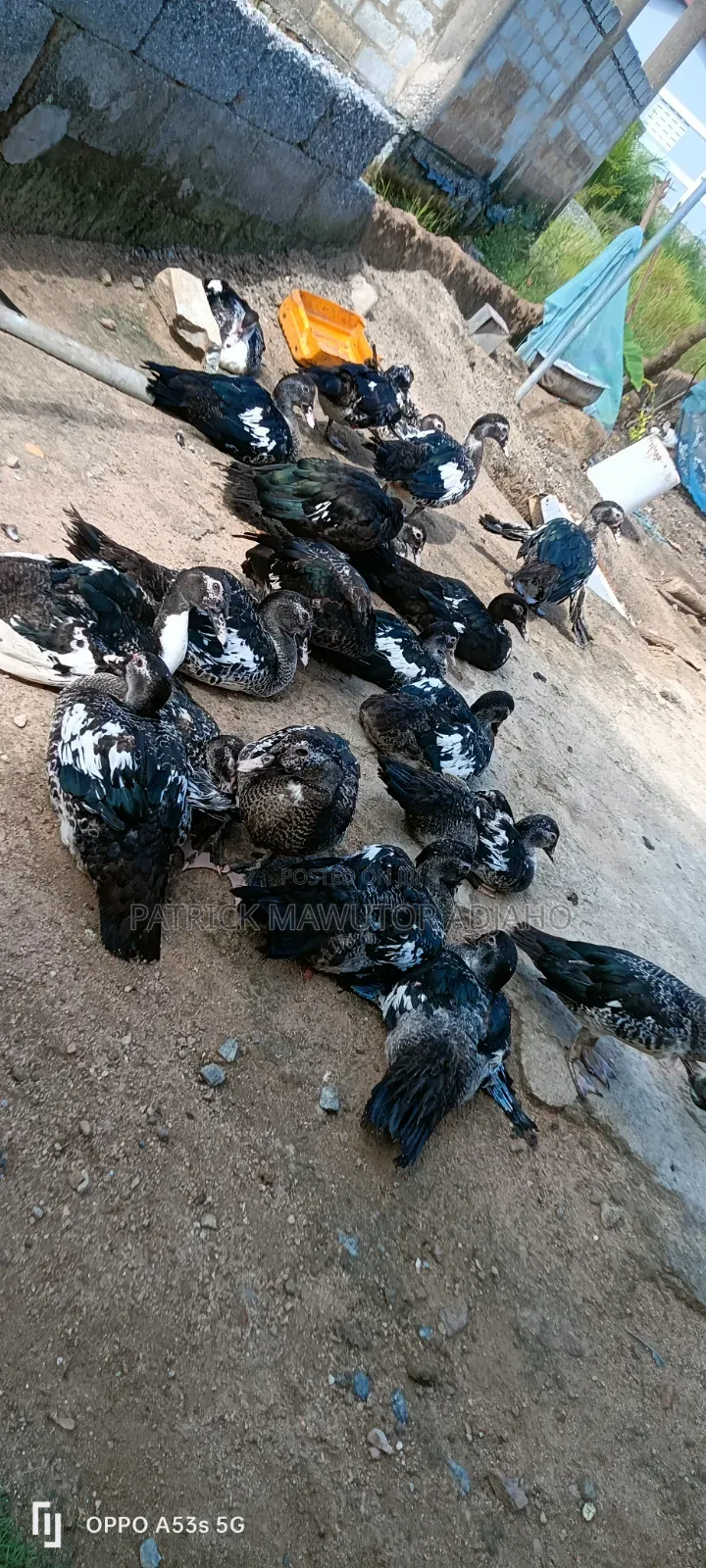 Healthy 3-4 Months-Old Muscovy Ducks for Sale