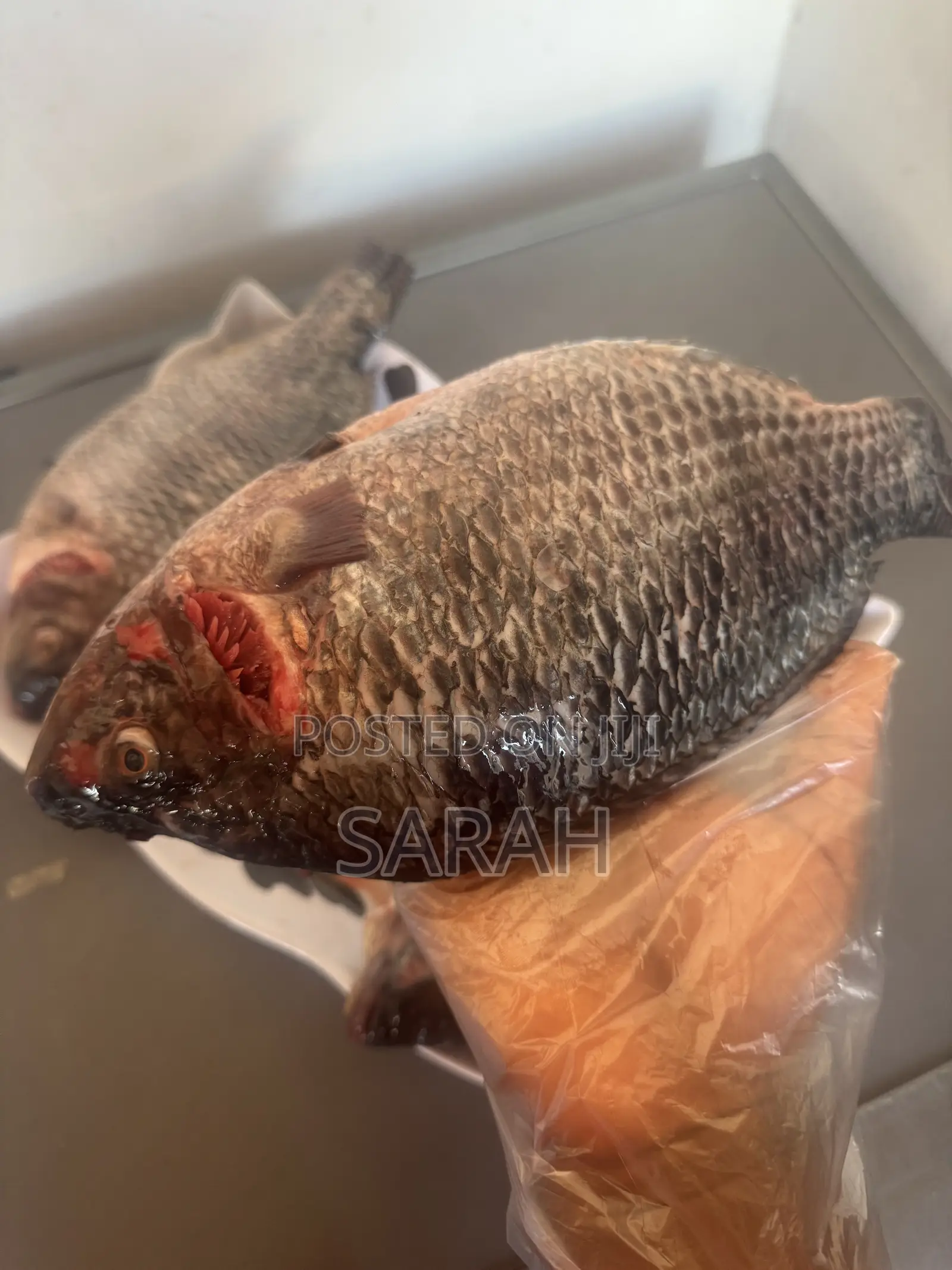 Fresh Tilapia Available in All Sizes