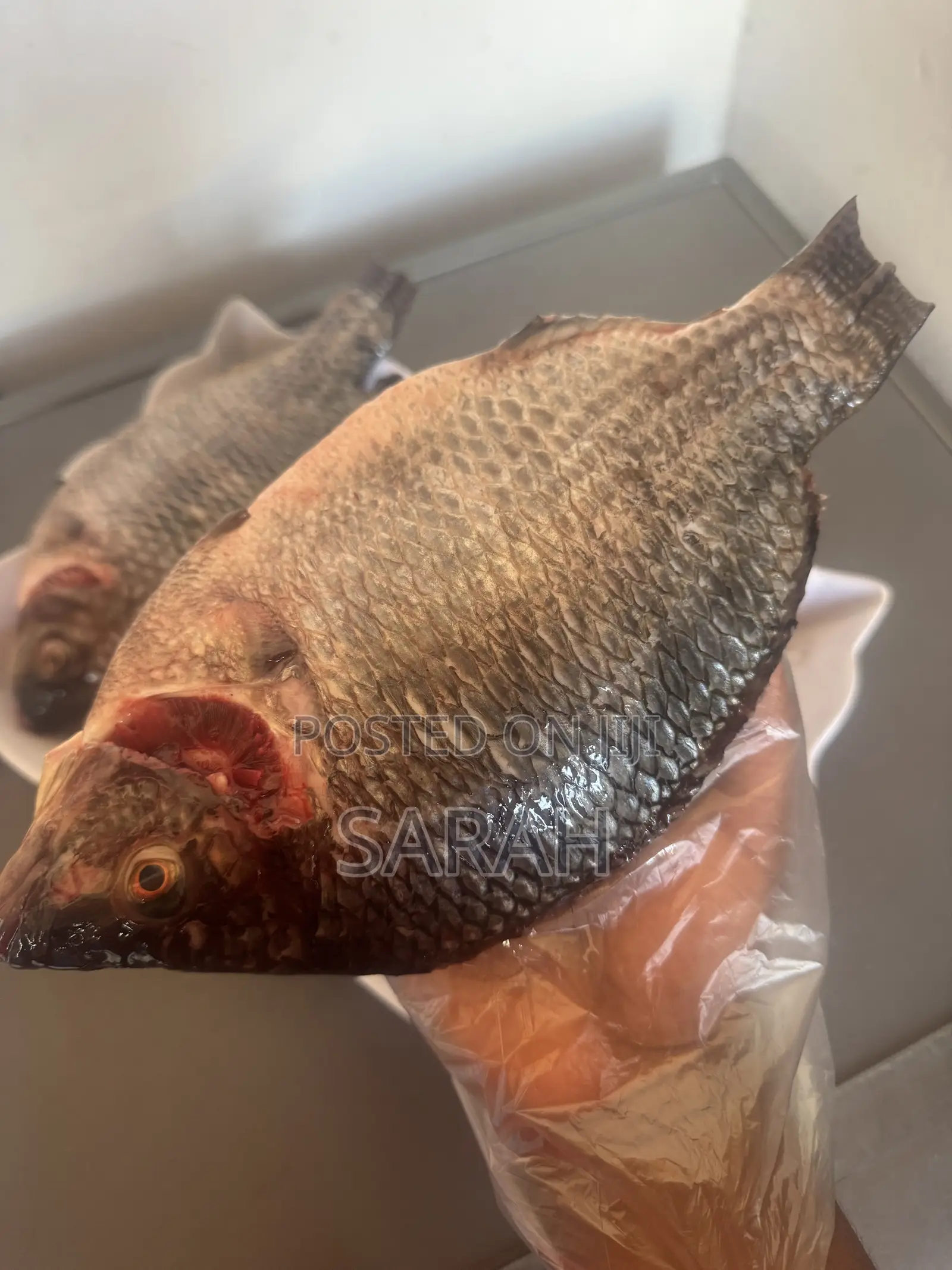 Fresh Tilapia Available in All Sizes