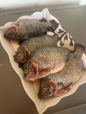 Fresh Tilapia Available in All Sizes