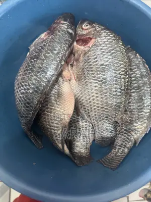 Fresh Tilapia Available in All Sizes