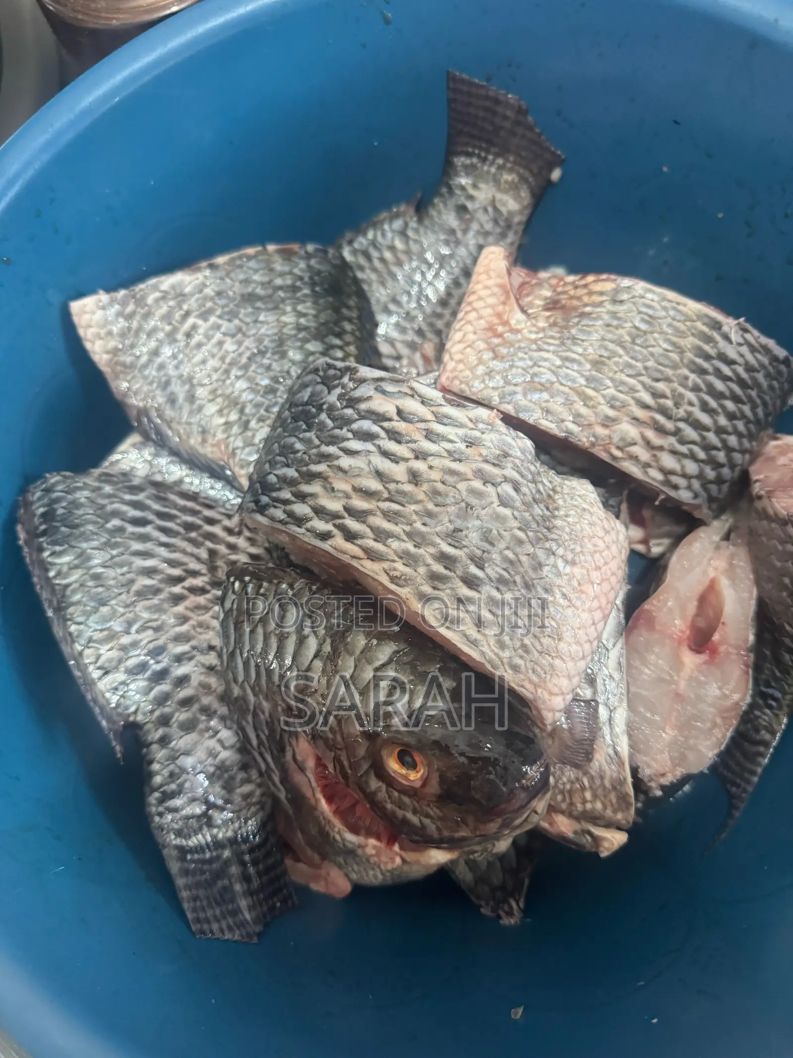 Fresh Tilapia Available in All Sizes
