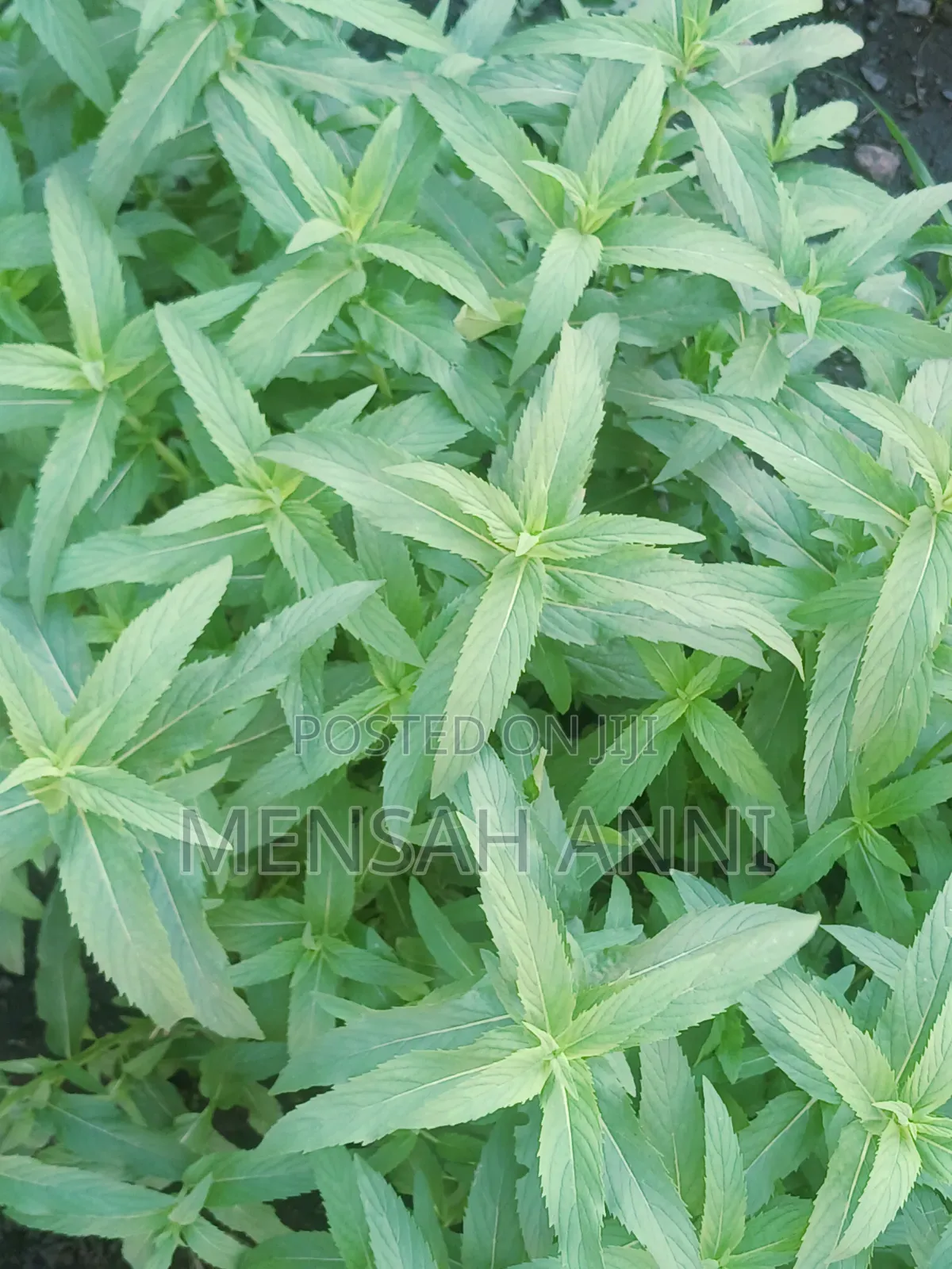 GreenHome Peppermint