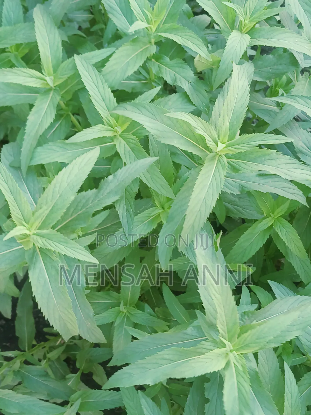 GreenHome Peppermint