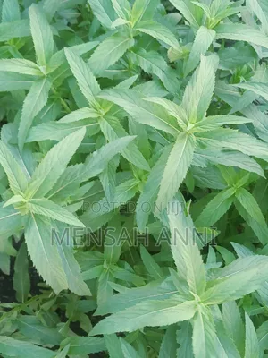 GreenHome Peppermint