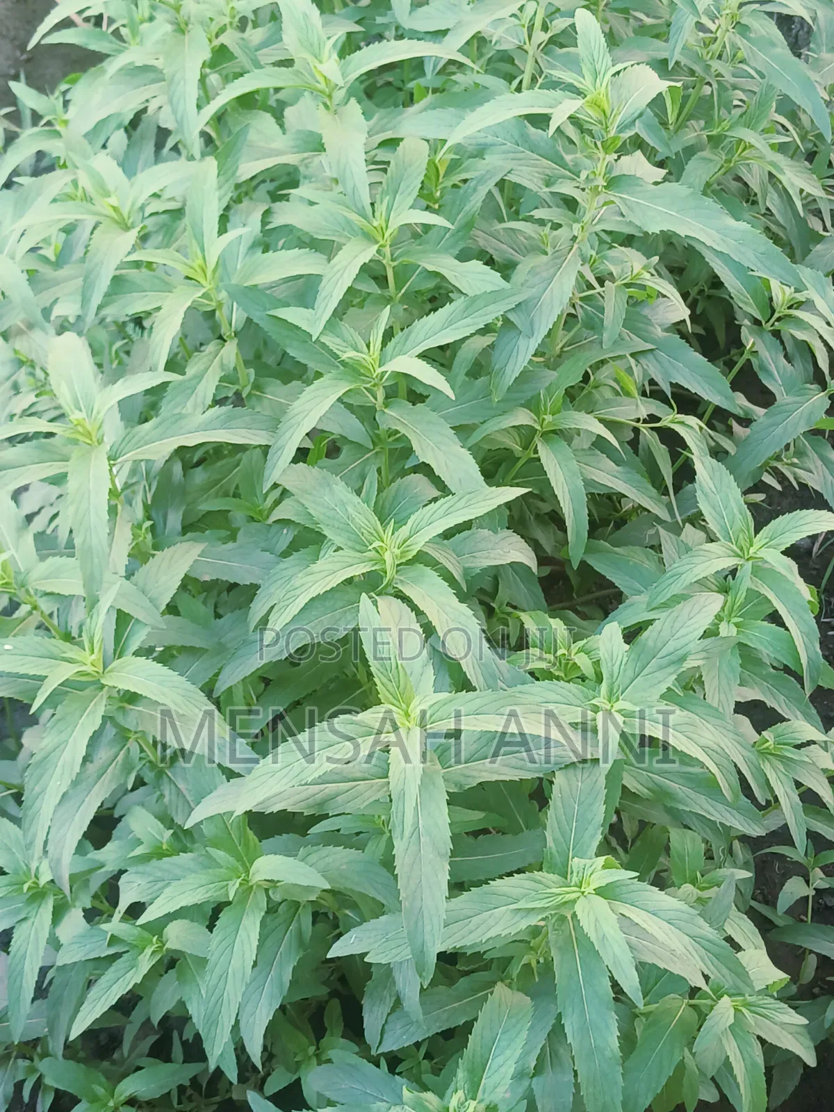 GreenHome Peppermint