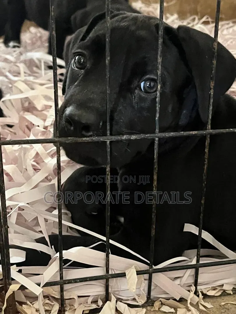 1-3 months Male Purebred Cane Corso