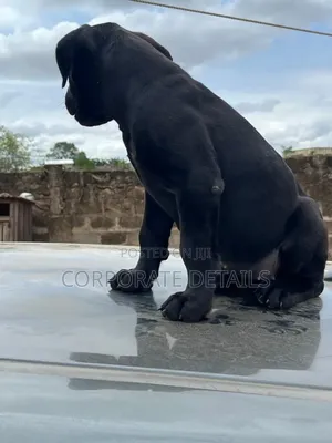 1-3 months Male Purebred Cane Corso