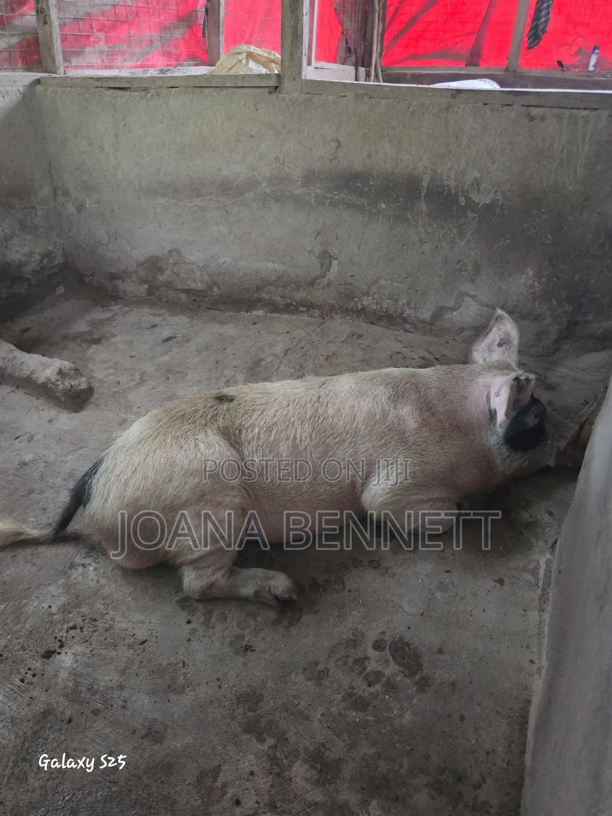 Fat Grown Pigs