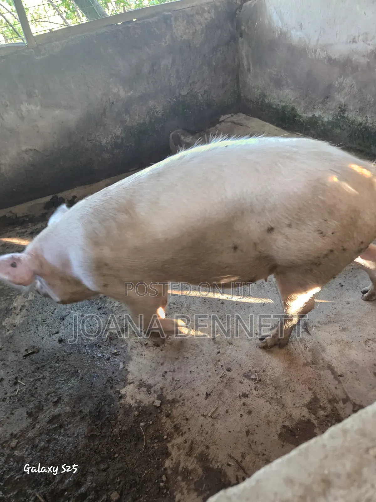 Fat Grown Pigs