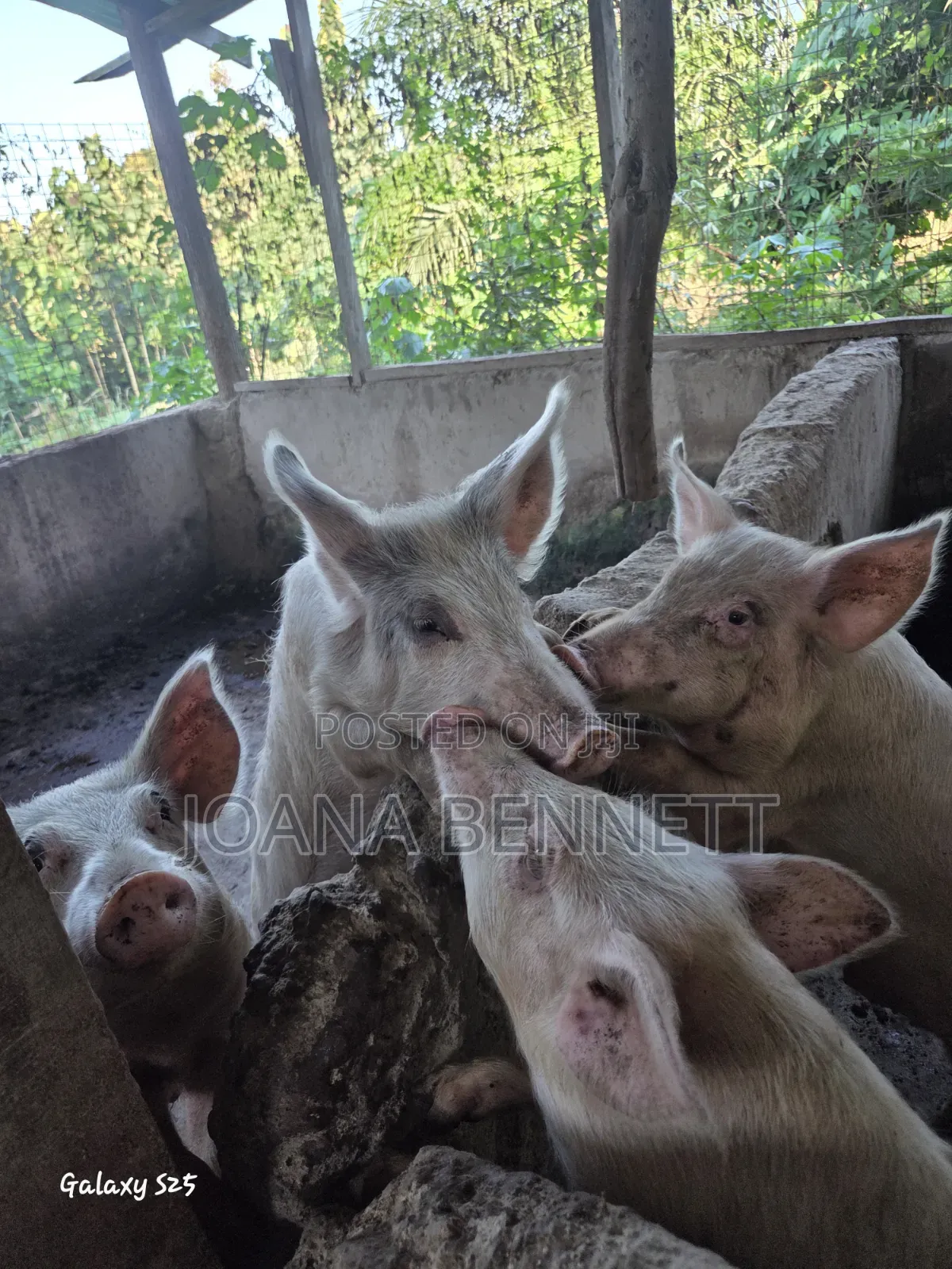 Fat Grown Pigs