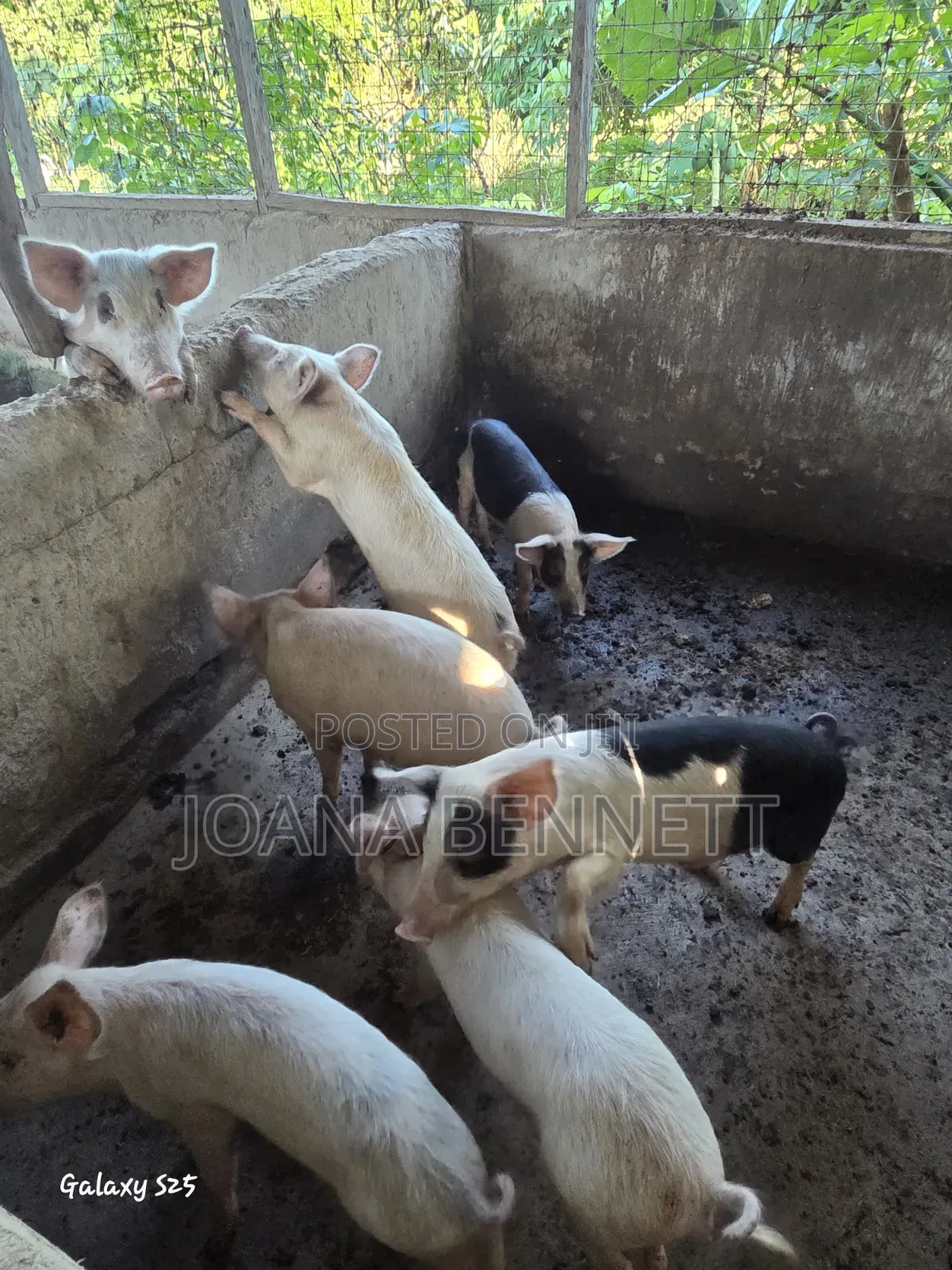 Fat Grown Pigs