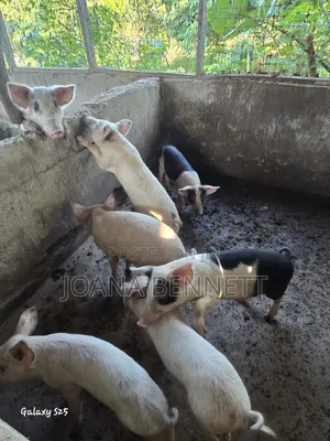 Fat Grown Pigs