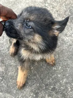 0-1 month Male Purebred German Shepherd