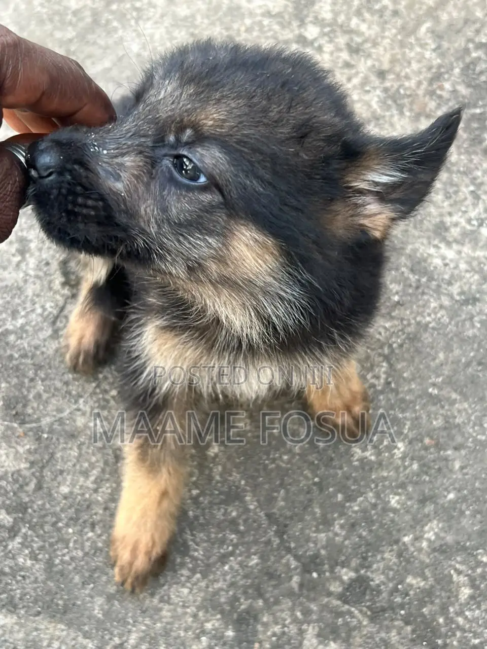 0-1 month Male Purebred German Shepherd