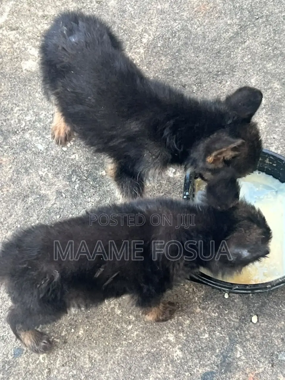 0-1 month Male Purebred German Shepherd