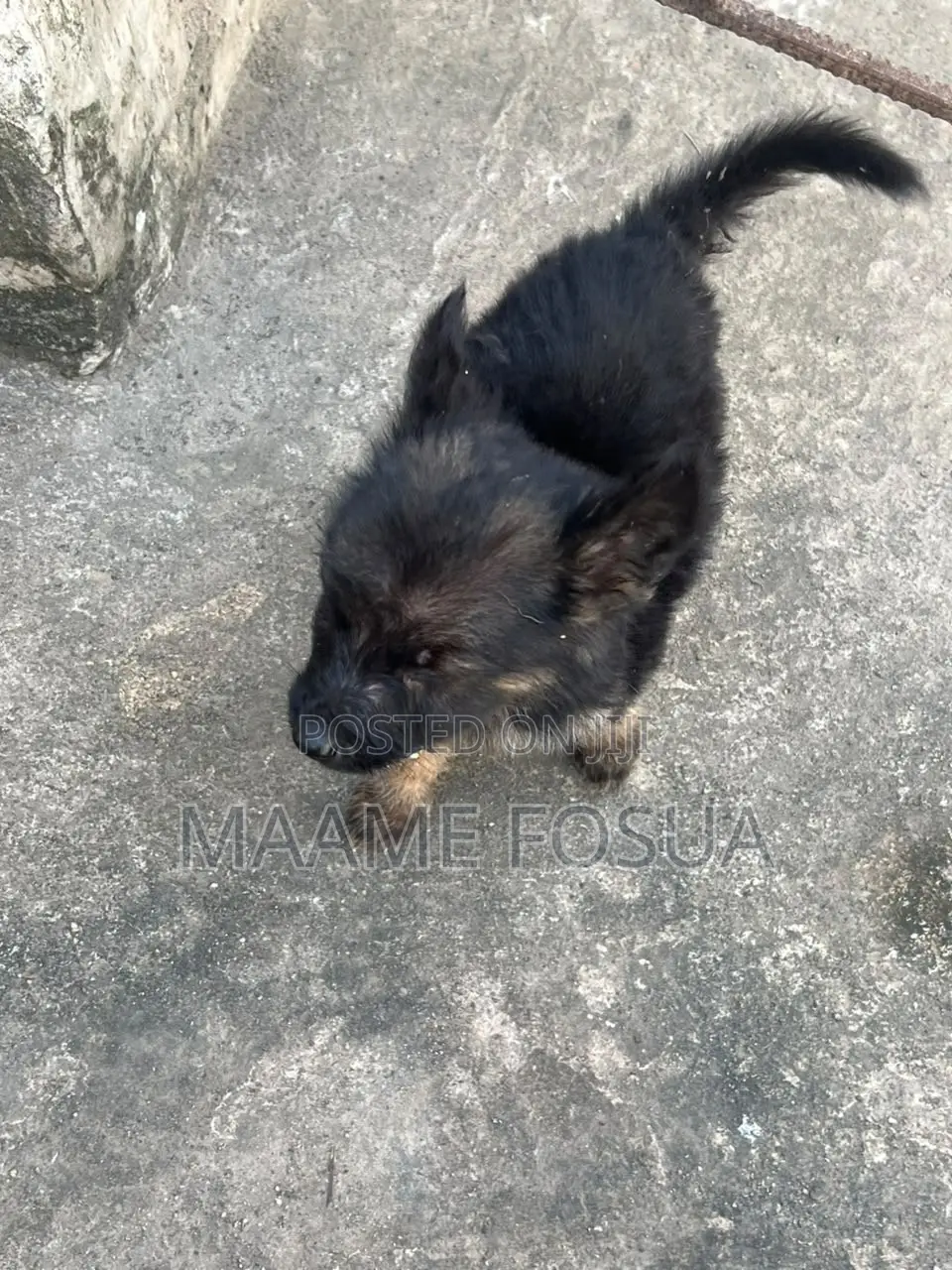 0-1 month Male Purebred German Shepherd