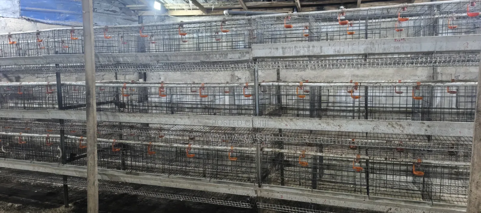 H Type Battery Cages for Sale, (Contain 120 Chickens)