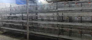 H Type Battery Cages for Sale, (Contain 120 Chickens)