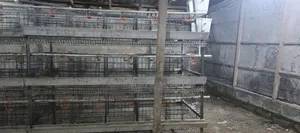 H Type Battery Cages for Sale, (Contain 120 Chickens)