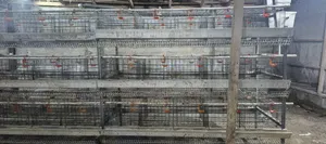 H Type Battery Cages for Sale, (Contain 120 Chickens)