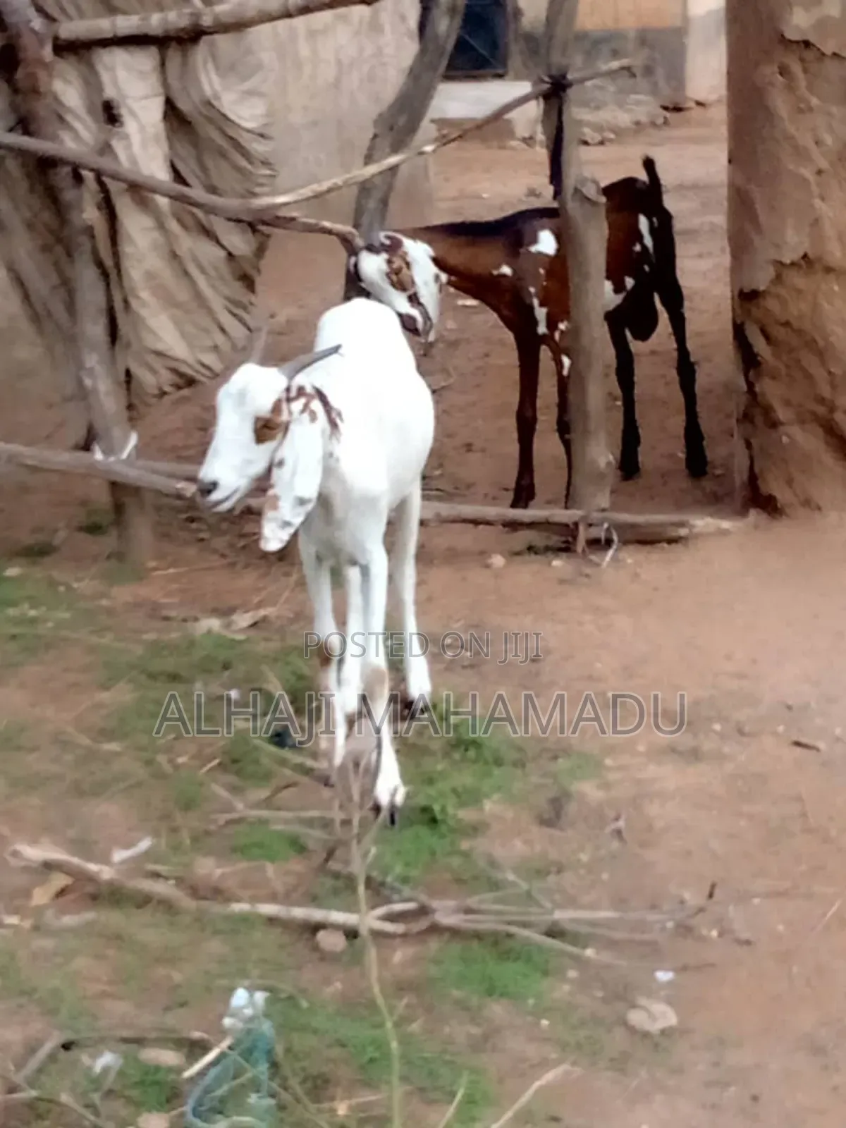 Nice Longer Goat Seller