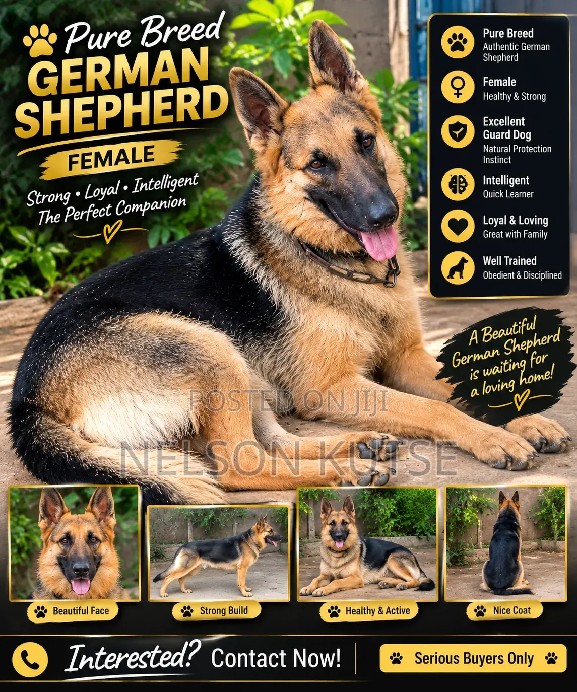 6-12 months Female Purebred German Shepherd