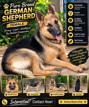 6-12 months Female Purebred German Shepherd