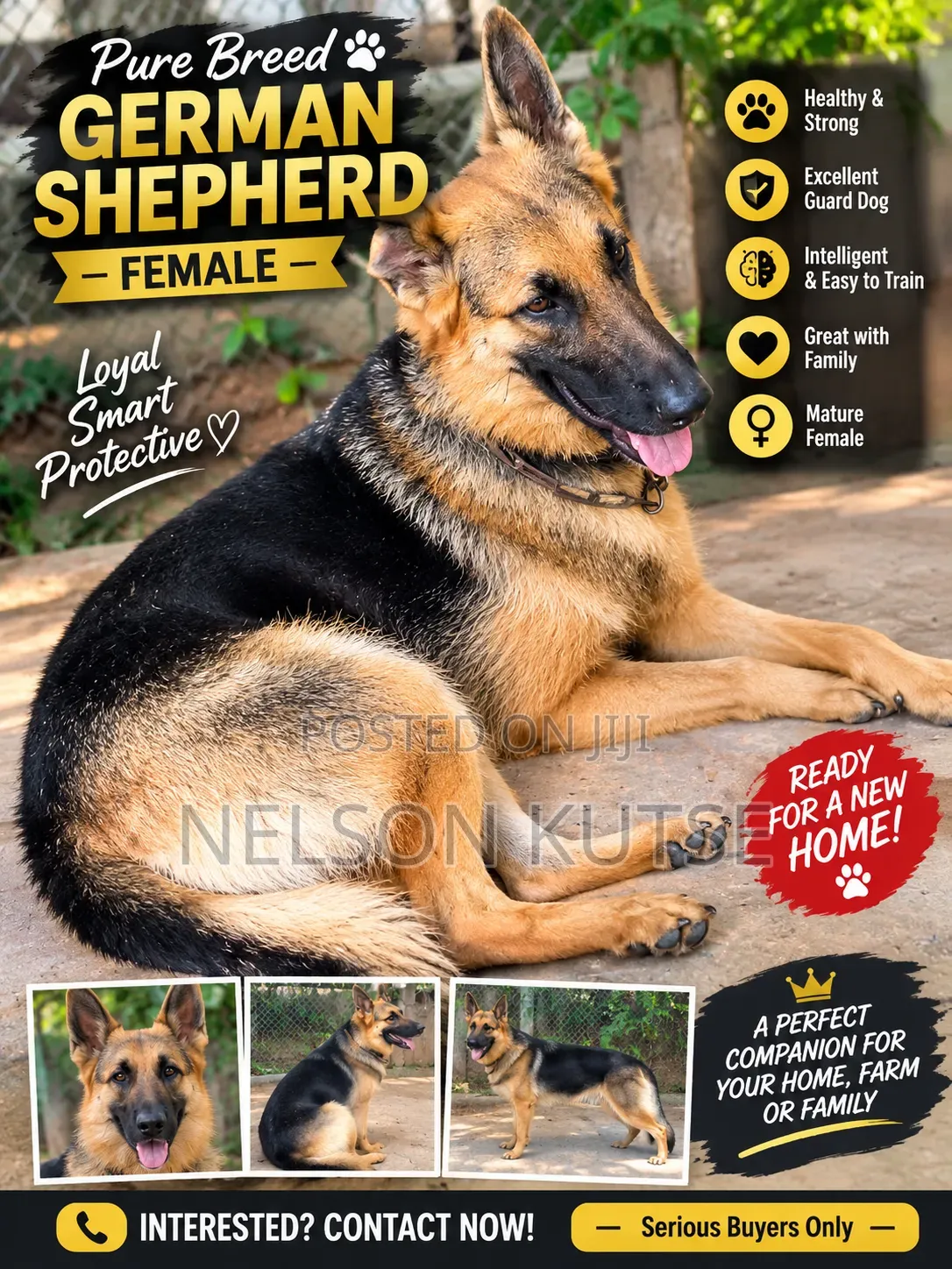 6-12 months Female Purebred German Shepherd