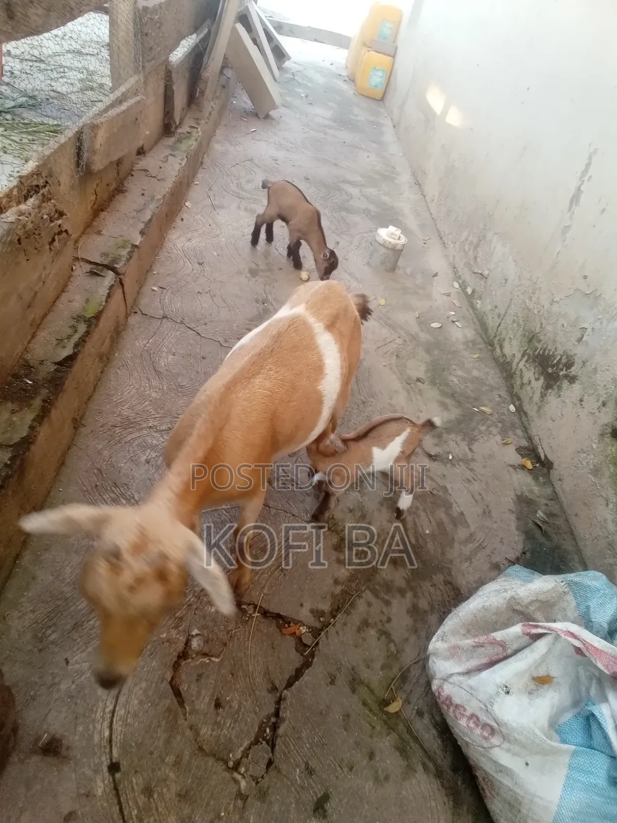 Pregnant Healthy Goat With a Baby