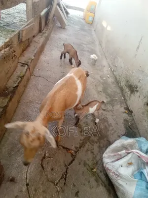 Pregnant Healthy Goat With a Baby