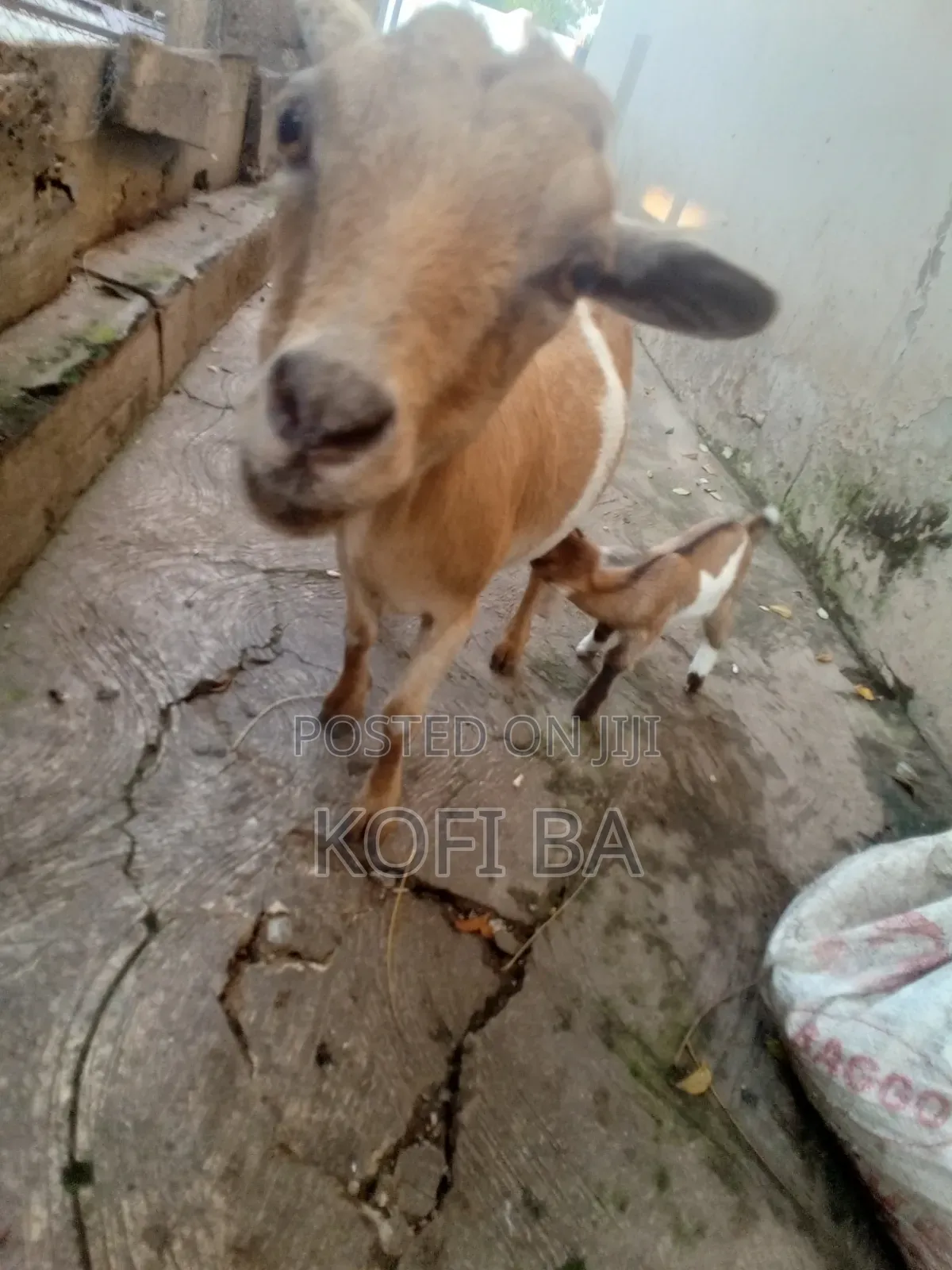 Pregnant Healthy Goat With a Baby