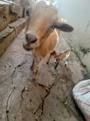 Pregnant Healthy Goat With a Baby