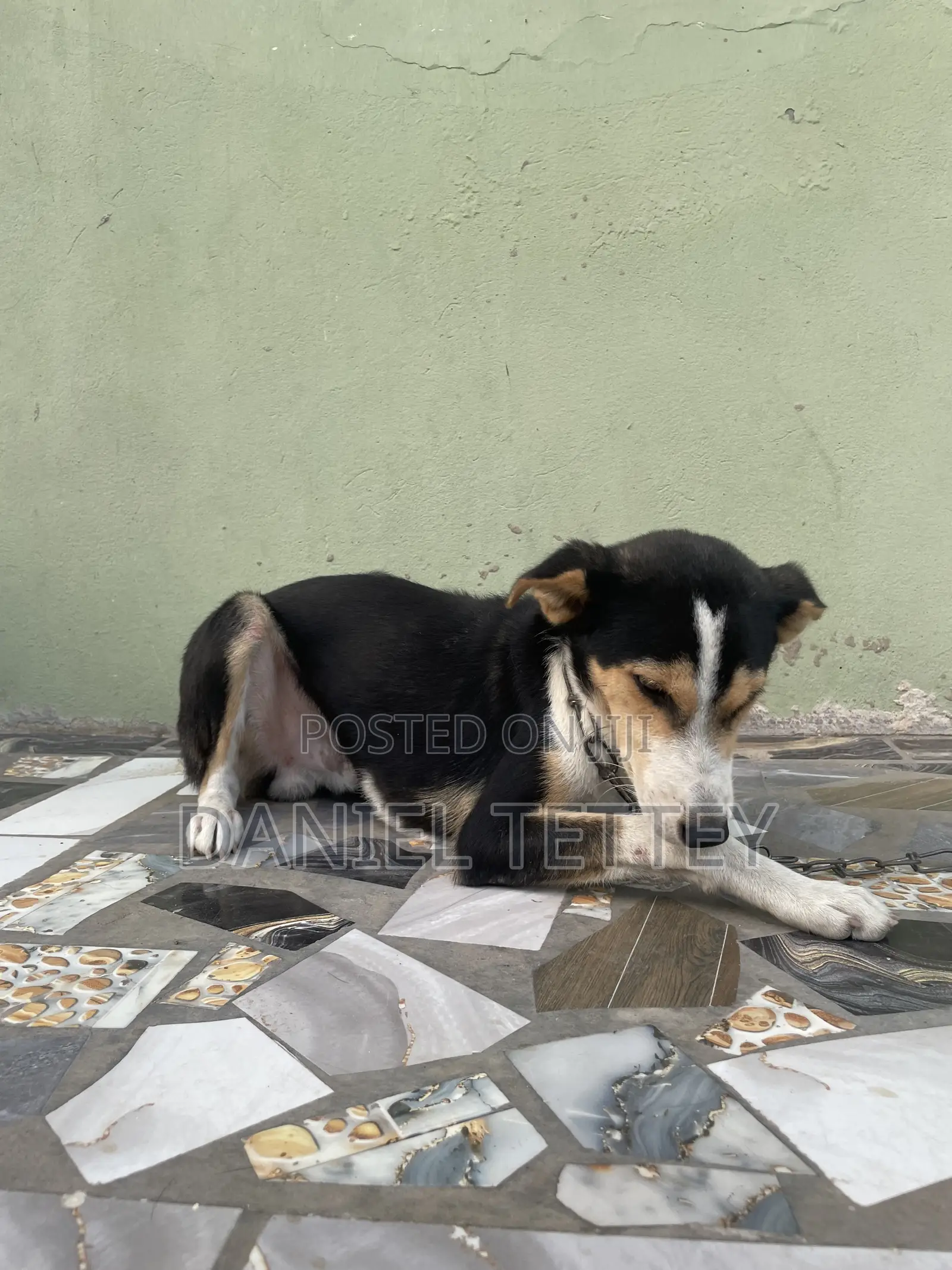 6-12 months Male Mixed Breed Mongrel (No Breed)