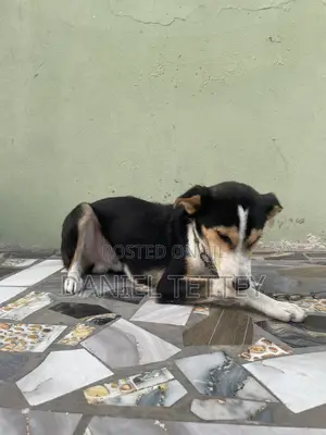 6-12 months Male Mixed Breed Mongrel (No Breed)