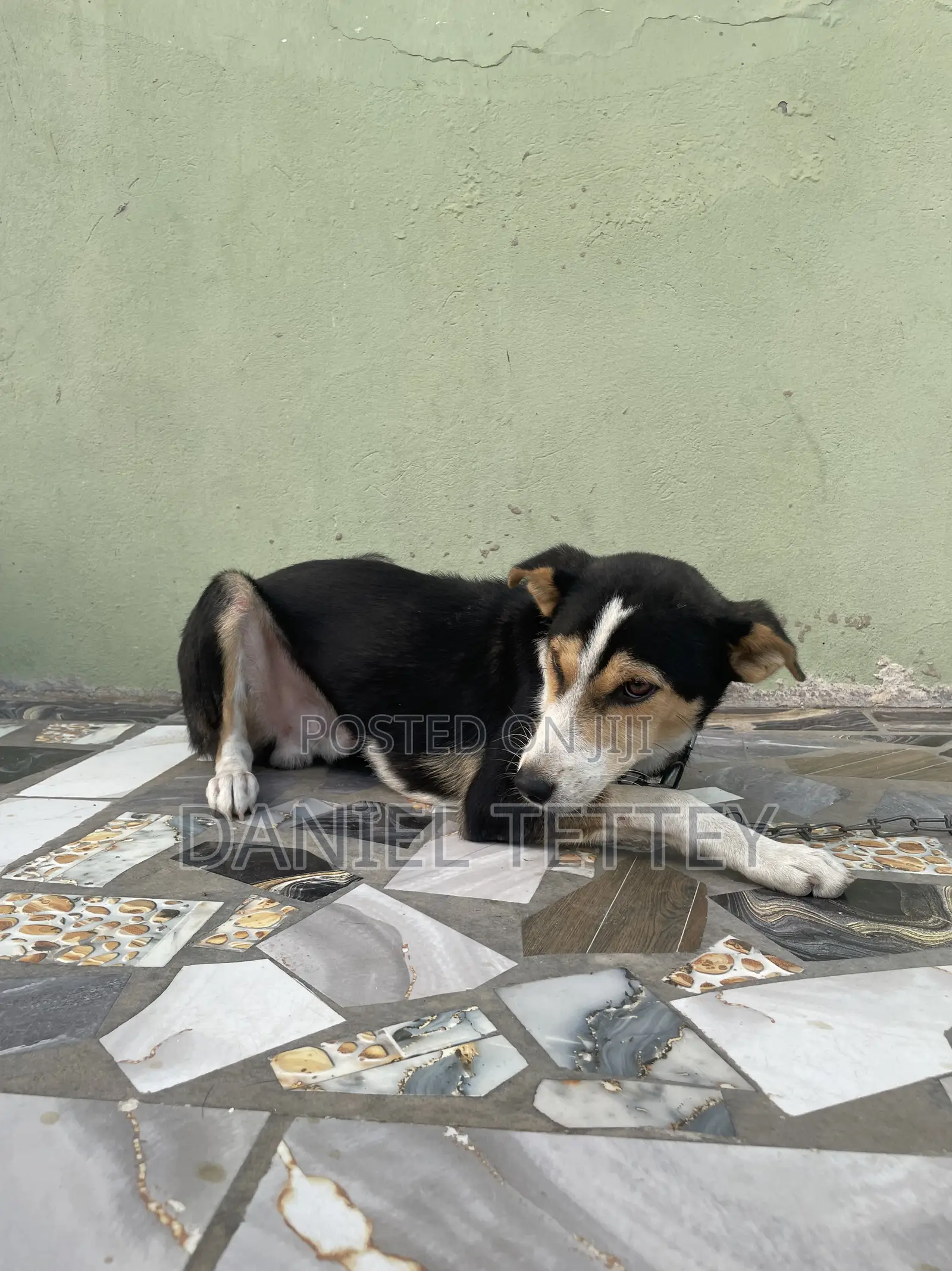 6-12 months Male Mixed Breed Mongrel (No Breed)