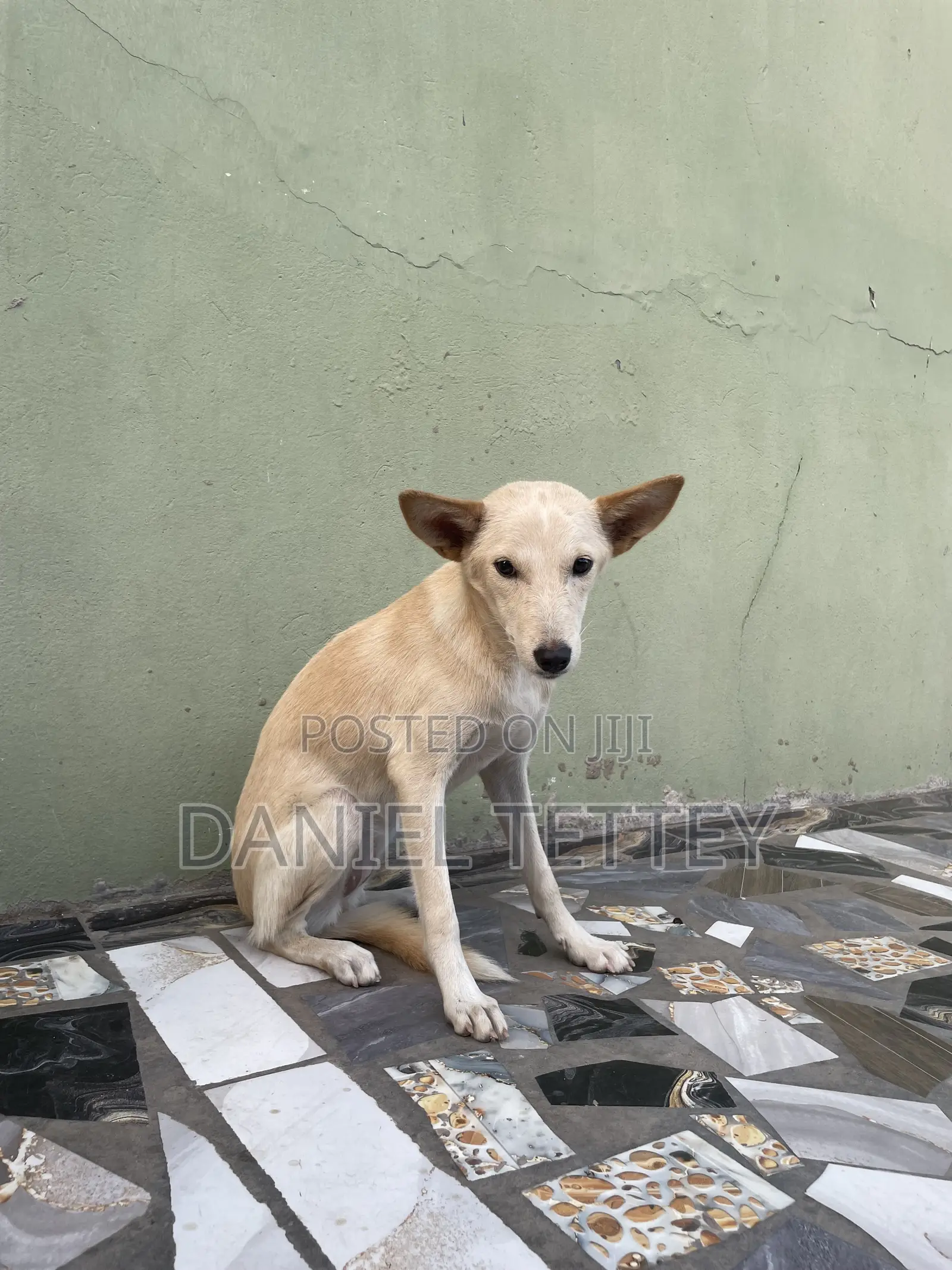 6-12 months Female Mixed Breed Mongrel (No Breed)
