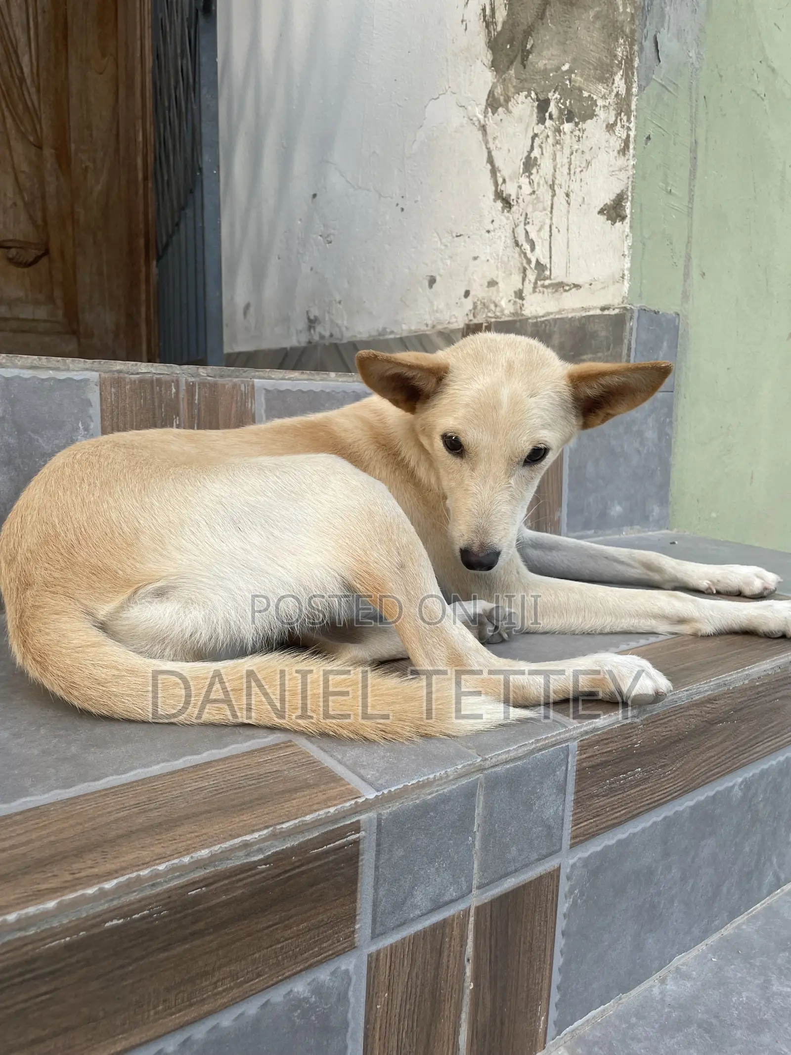 6-12 months Female Mixed Breed Mongrel (No Breed)