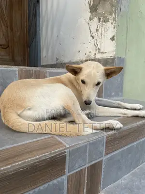 6-12 months Female Mixed Breed Mongrel (No Breed)