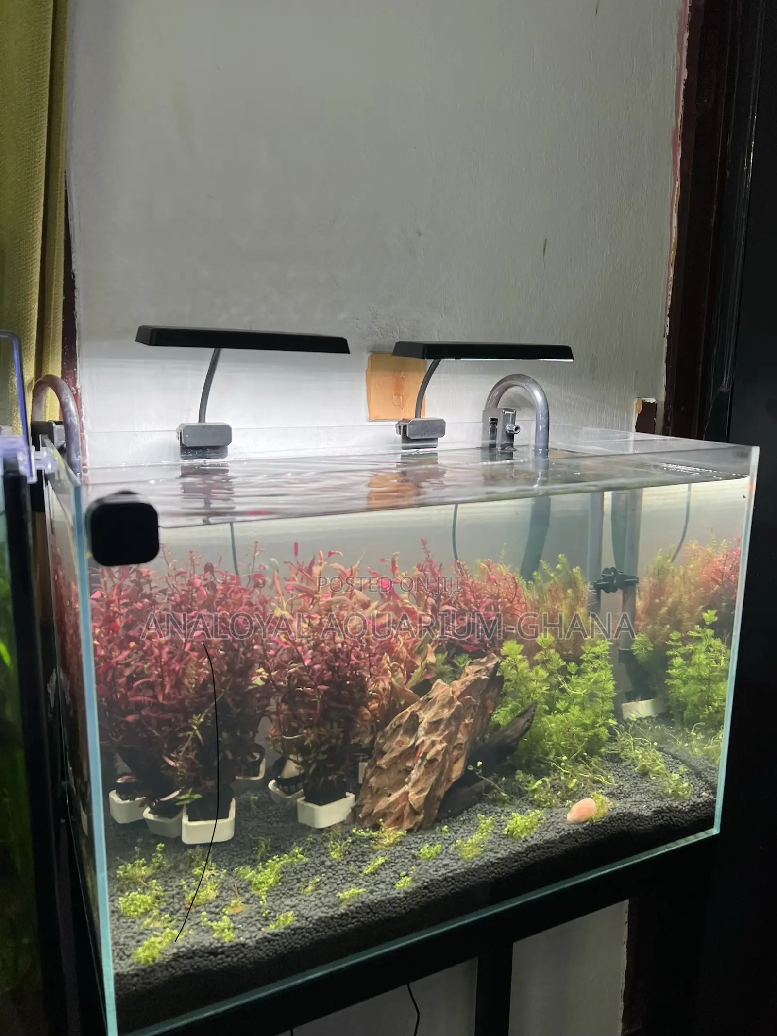 PREMIUM Aquascape