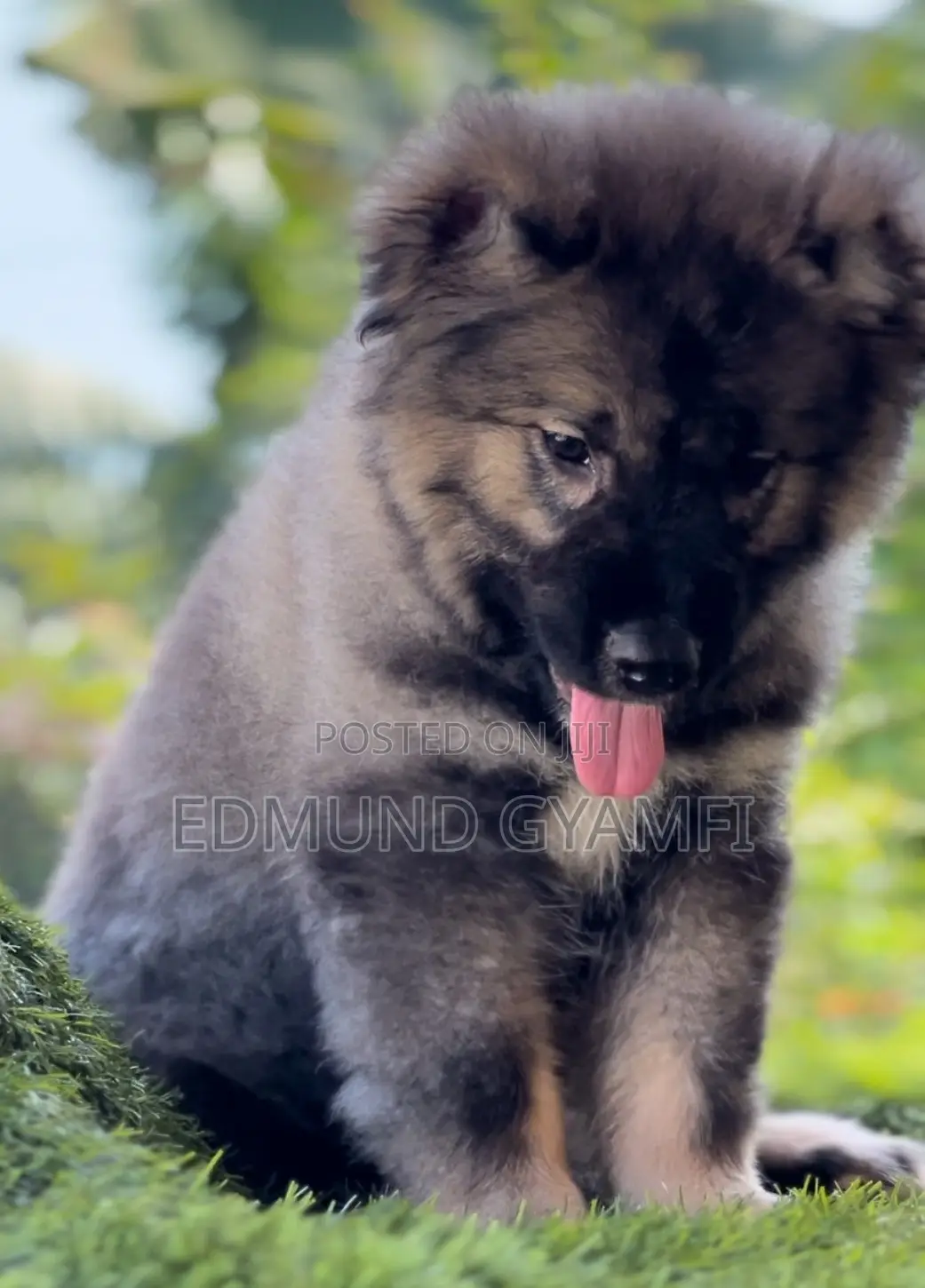 1-3 months Male Purebred Caucasian Shepherd