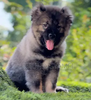 1-3 months Male Purebred Caucasian Shepherd