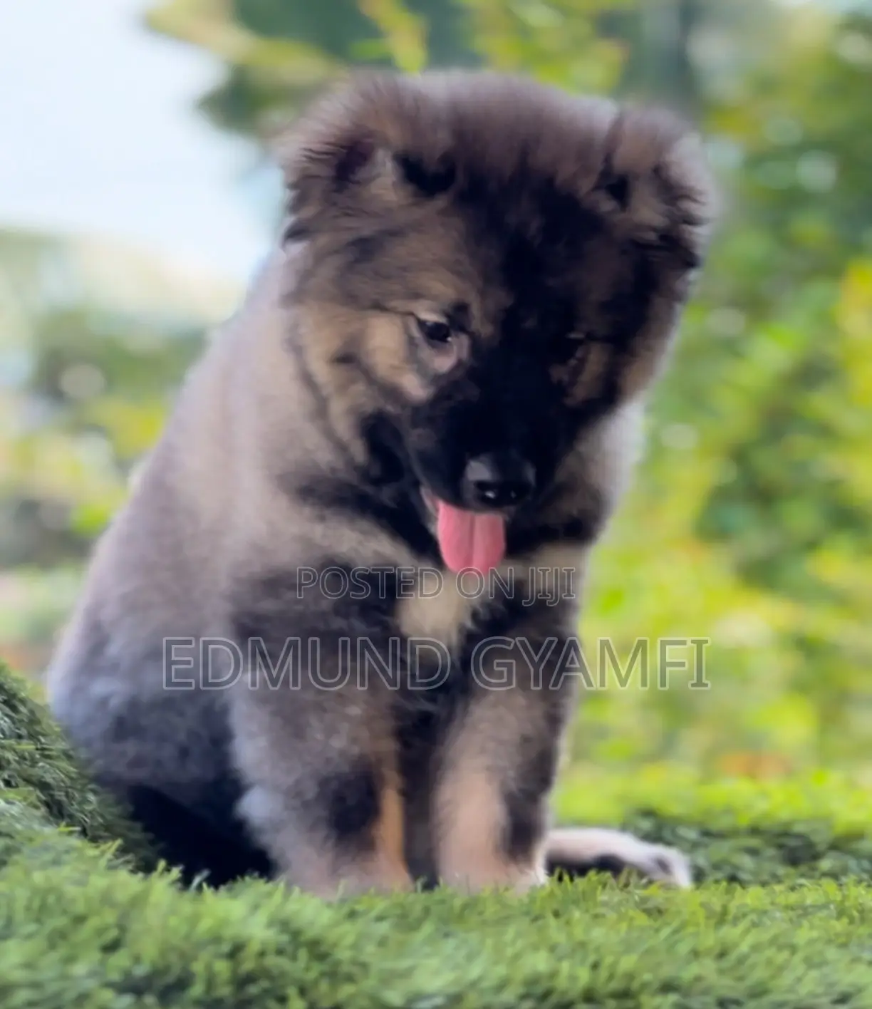 1-3 months Male Purebred Caucasian Shepherd