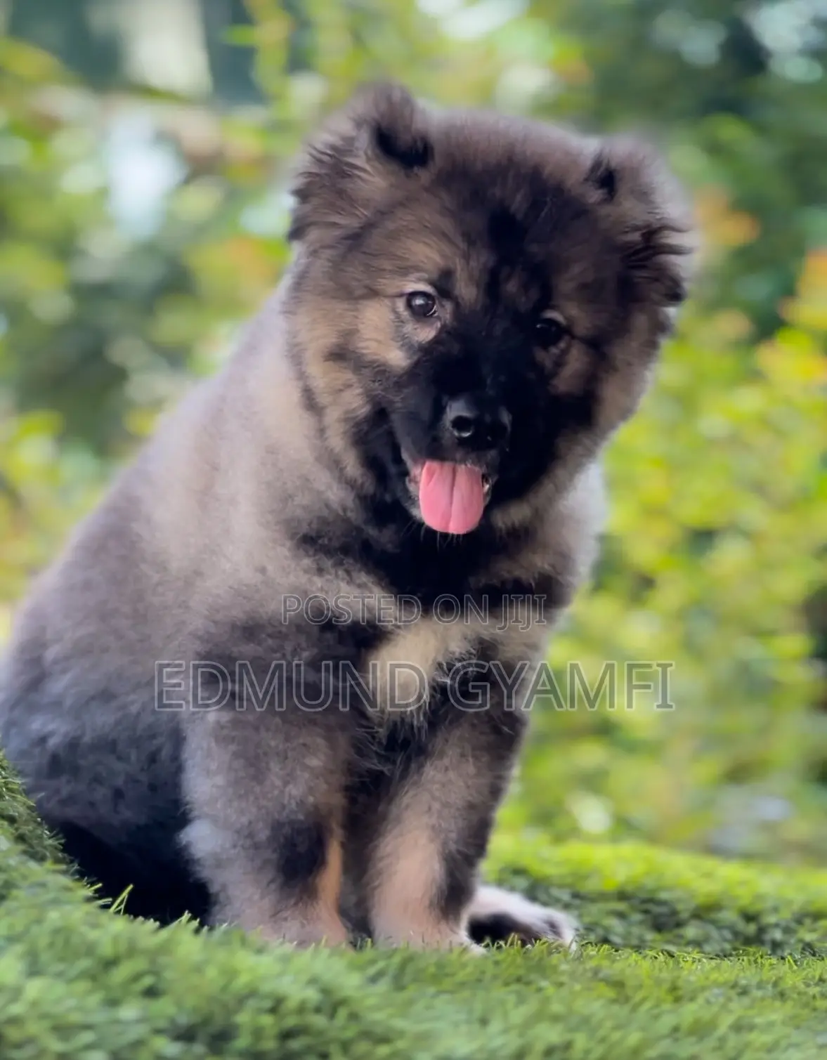 1-3 months Male Purebred Caucasian Shepherd