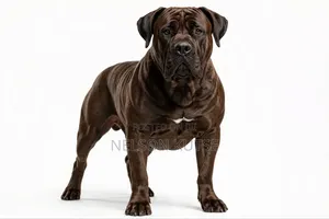 1+ year Male Purebred Boerboel