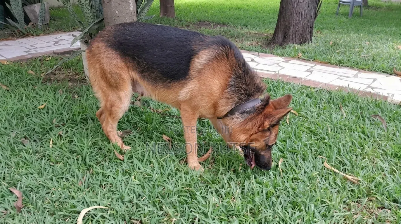 6-12 months Female Purebred German Shepherd
