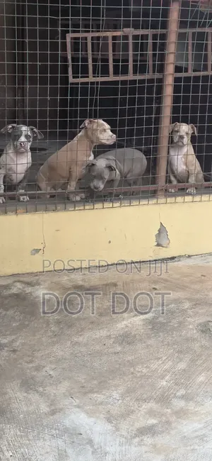 3-6 months Male Purebred American Bully